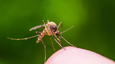 Macro Photo of Yellow Fever, Malaria or Zika Virus Infected Mosquito Insect Bite on Green Background / Foto: Nechaev-kon
