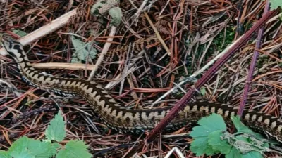 strupeni navadni gad