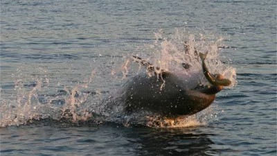 Prehrano delfinov oblikujejo tako družbeni kot ekološki dejavniki. To pomeni, da se delfini iz iste populacije lahko prehranjujejo povsem različno. Foto: Morigenos