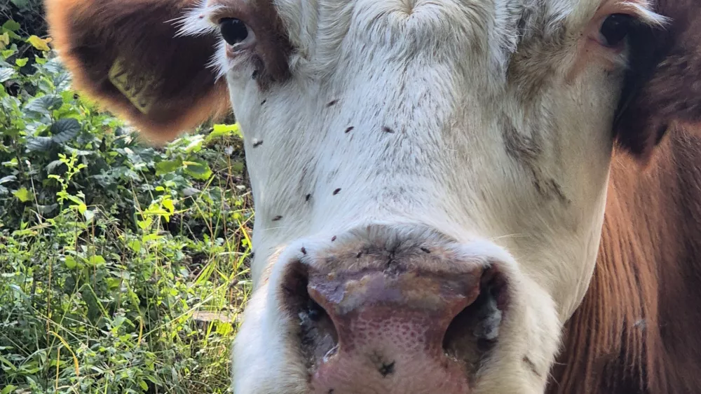 govedo, bolezen modrikasti jezik. Foto: UVHVVR