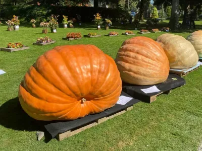 Letošnja zmagovalna buča je tehtala 533 kilogramov. 