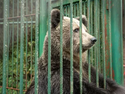 Medvedka Mici ko kmalu zaživela na svobodi. Foto: Four paws