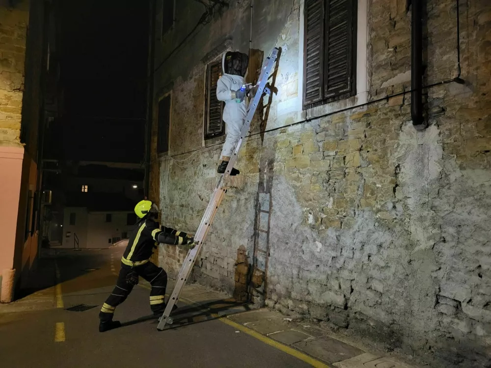 Orientalski sršeni v Kopru