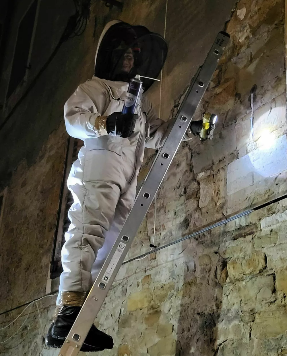 Orientalski sršeni v Kopru