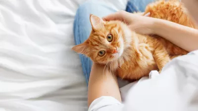 Vez med človekom in mačko je posebna. / Foto: Istock