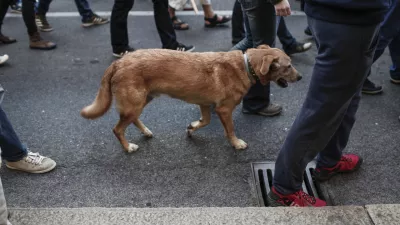 Za psa brez povodca 1200 evrov kazni