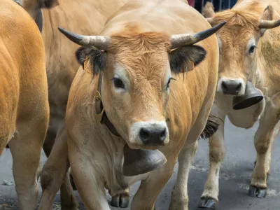 Videti je krotko, toda govedo je nepredvidljivo, biki pa še posebej. / Foto: Istock