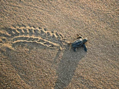 Glavata kareta spada med ogrožene vrste. Fotografija je arhivska. / Foto: Profimedia