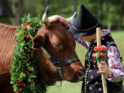 Kravji bal na Bohinju F Mitja Sodja
