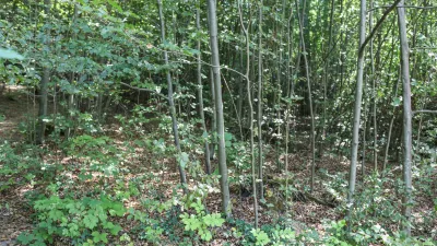  - Pomlajen gozd, - 13.08.2025. - Vodeni ogled območja poseka dreves na Rožniku s predstavniki Zavoda za gozdove in občine Ljubljana. //FOTO: Bojan Velikonja