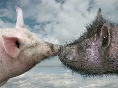 Afriška prašičja kuga prizadene tako domače kot tudi divje prašiče. Foto: Svetovna organizacija za zdravje živali 