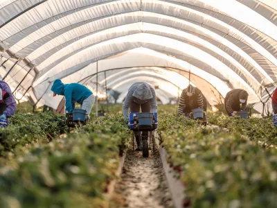 Romunski delavci na kmetiji jagod pri družini López v Palos de la Fronteri v Španiji. Nobena od žensk ne raztegne svojega hrbta, dokler niso desetkilogramske gajbice polne. Povprečen delavec nabere 150 kilogramov jagod na dan. / Foto: Cosmin Bumbuț