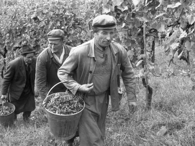 Pozabljeni običaji naših trgatev: ko so grozdje še stiskali z nogami