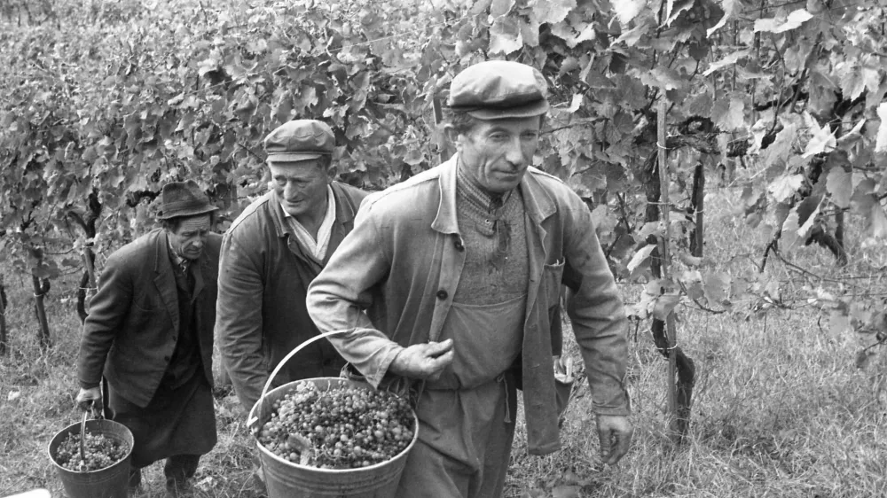Pozabljeni običaji naših trgatev: ko so grozdje še stiskali z nogami