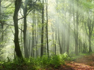 Enchanting rays of sunlight in a green forest. A mix of sunshine and light fog create a magical atmosphere in this panoramic nature shot. / Foto: Smileus