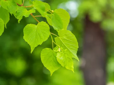 Listi lipe. Slika je simbolična. / Foto: Istock