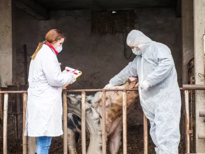 Veterinarski pregled prašiča / Foto: Istock