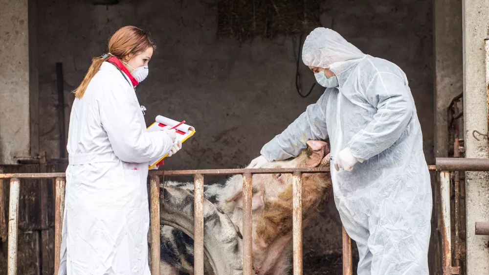 Veterinarski pregled prašiča / Foto: Istock