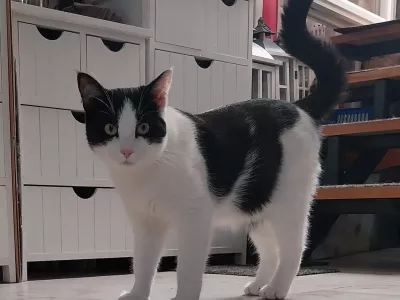 Lili, lepotica tedna / Foto: Vesna Levičnik