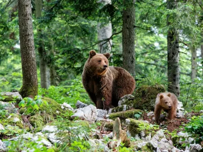 Brown bear - close encounter with a big mother wild brown bear with her cub walking in the forest and mountains of the Notranjska region in Slovenia / Foto: Henk Bogaard
