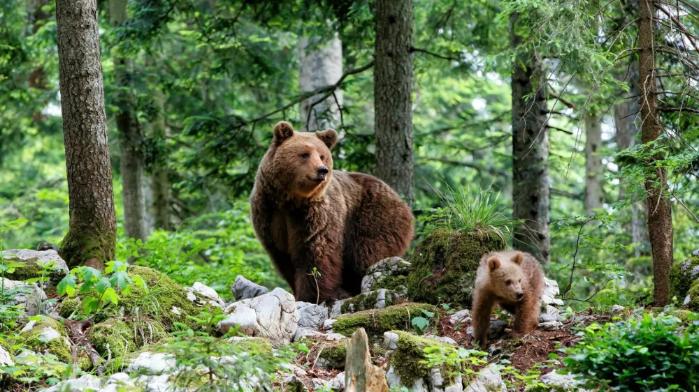 Brown bear - close encounter with a big mother wild brown bear with her cub walking in the forest and mountains of the Notranjska region in Slovenia / Foto: Henk Bogaard
