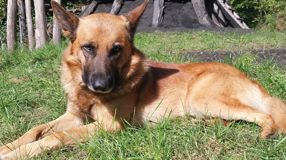 Lord, oglarska dežela, družina Bitenc / Foto: Vesna Levičnik
