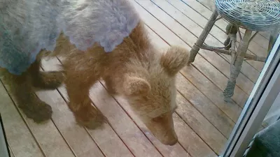 Takole je medved prihlačal na balkon in iskal hrano. Zato opozorila, da zunaj ne puščate hrane, niso odveč. / Foto: Lovska Zveza Slovenije