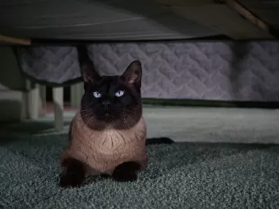 Glavno vlogo je sicer odigralo več siamskih mačk. / Foto: Walt Disney Productions