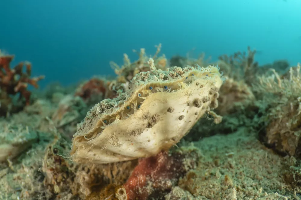 Postavili novo podvodno strukturo