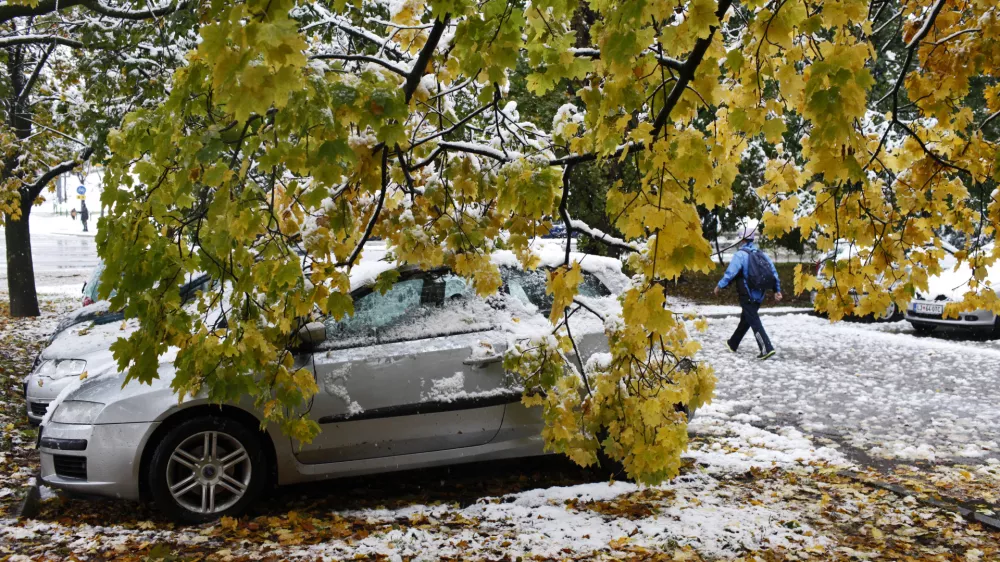 - prvi sneg 2012 sneženje v Ljubljani, podrto drevje - jesensko listje //FOTO: Luka Cjuha