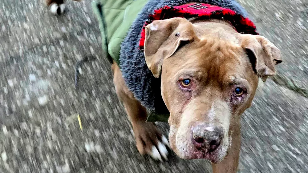 FILE - This image provided by Amanda Hergenreder shows a dog she named Biggby walking in Millington, Mich., Dec. 18, 2024. (Amanda Hergenreder via AP,File)