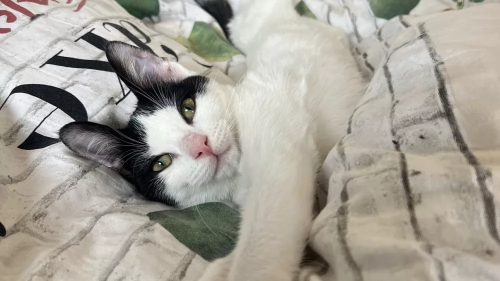 Crno-bel maček, Hafi