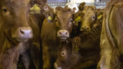 ﻿- govedoreja - govedo, krave, telice- 14.12.2018, Jurovski Dol - Družinsko podjetje Vita - Špindler d.o.o. je bilo ustanovljeno 26.3.2003 in danes spada med največje uvoznike in izvoznike živine v Sloveniji. Ukvarjajo se s prodajo in odkupom živih živali – goveda, predvsem preko lastnega zbirnega centra v Jurovskem Dolu.Foto: Matjaž Rušt