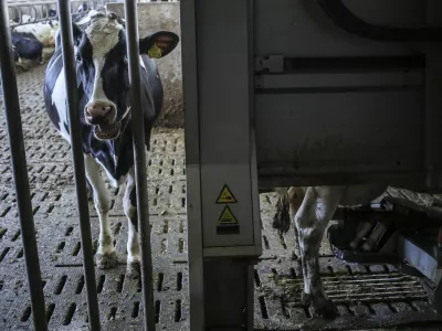 ﻿- simbolična fotografija - hlev, krave, molzna naprava za krave- 20.02.2015 - Agro Gorenjska, kmetijstvo d.o.o. Šenčur - mlado kmetijsko podjetje, ki ima vizijo, da postane največje agro-kmetijsko podjetje v Sloveniji - strojni park na poljedeljskem obratu sledi najnovejšim standardom v svetu kmetijstva - robotizirana kmetija - kmetovanje  //FOTO: Jaka Gasar / Foto: Jaka Gasar