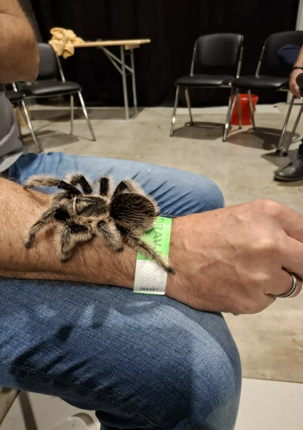 Ptičji pajek, Bioexo / Foto: Meta Černoga