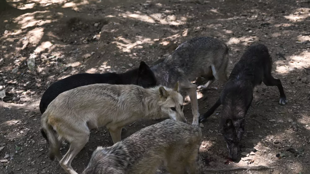 Volkovi bodo dobili novo ogrado