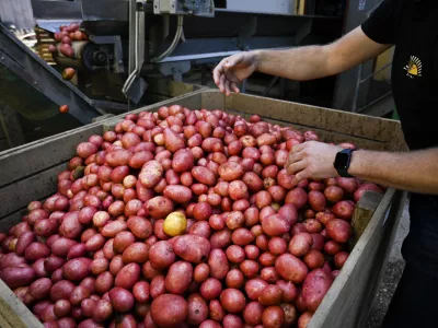- krompir - - 03.10.2022 - Burgox proizvodnja in trgovina, Komenda – pridelava krompirja na Gorenjskem - //FOTO: Nik Erik Neubauer