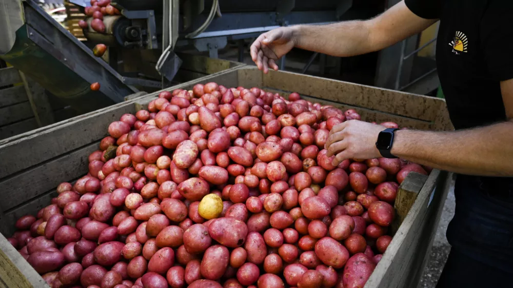 - krompir - - 03.10.2022 - Burgox proizvodnja in trgovina, Komenda – pridelava krompirja na Gorenjskem - //FOTO: Nik Erik Neubauer