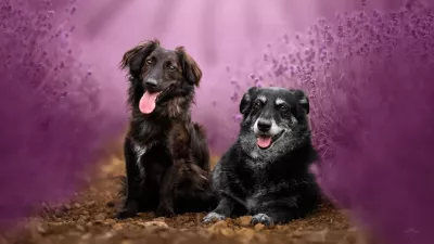 Psička Luna in njen prijatelj Loni. F osebni arhiv / Foto: Arhiv Družine Rajhman