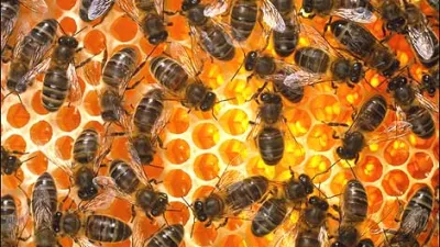 Koliko ponaredkov medu je na naših policah? Goljufi so korak pred inšpektorji