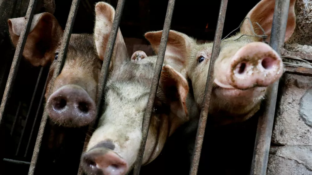 FILE PHOTO: Pigs are seen at a farm outside Hanoi, Vietnam June 28, 2019. Picture taken June 28, 2019. REUTERS/Kham//File Photo