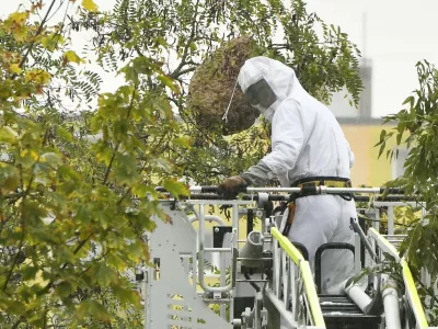 Likvidace hnízda sršní asijských, 9. října 2023, Plzeň.,Image: 812328350, License: Rights-managed, Restrictions:, Model Release: no