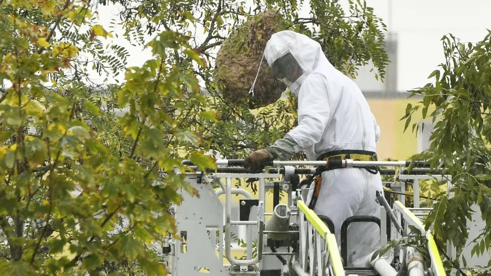 Likvidace hnízda sršní asijských, 9. října 2023, Plzeň.,Image: 812328350, License: Rights-managed, Restrictions:, Model Release: no