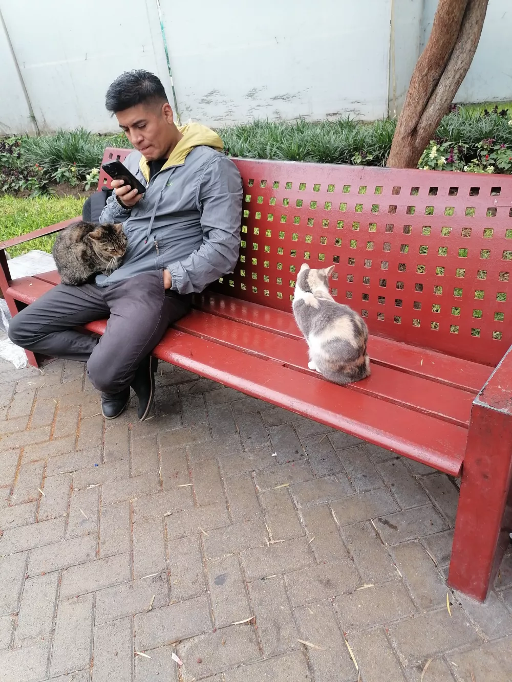 Mačke v vseh možnih odtenkih ležerno počivajo, čakajoč roko, ki jih bo božala, dokler bodo same hotele. 