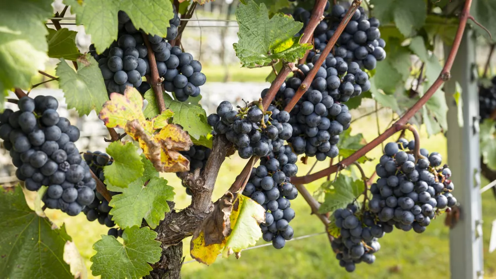 Ljubljana, Ljubljanski grad.Tradicionalna trgatev v grajskem vinogradu.