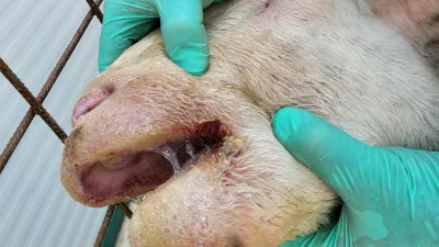 Ovca, bolezen modrikastega jezik (BTV). Foto: UVHVVR