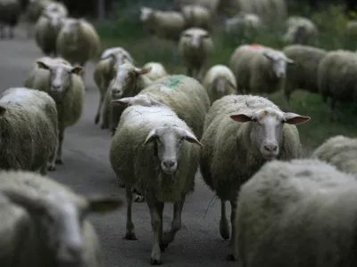 Ekološka kmetija in sirarstvo Konda, sirarna, ovce, Dol - Stari trg ob Kolpi//FOTO: Luka CjuhaOPOMBA: ZA OBJAVO V PRILOGI – DNEVNIKOV OBJEKTIV - REPORTAŽA