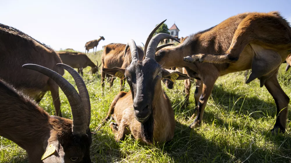 ﻿- koze- 02.06.2021 – Sveta Ana, Jezero– Kmetija Kržič – reportaža o snemanju filma režiserja Miha Čelarja: Sinovi burje, ki govori o vrnitvi kraškega ovčarja ne mejo med človeka in volka. //FOTO. Matjaž Rušt / Foto: Matjaž Rušt