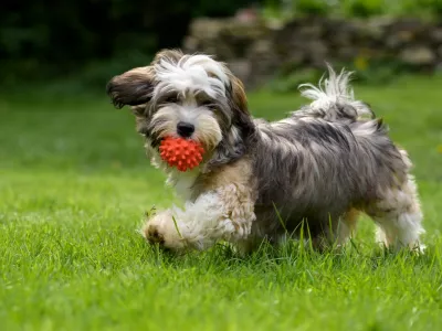 ﻿Playful havanese puppy dog walking with a red ball in his mouth in the grass and looking at camera