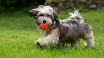 ﻿Playful havanese puppy dog walking with a red ball in his mouth in the grass and looking at camera